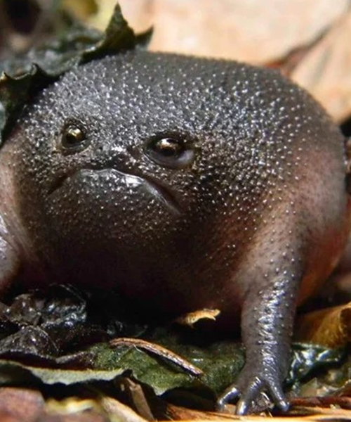 Niga Pepe Meme Image